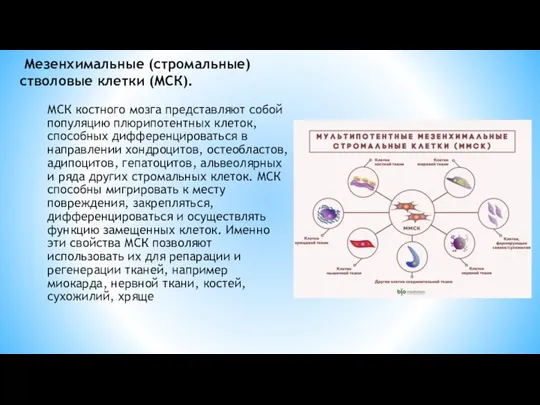 Мезенхимальные (стромальные) стволовые клетки (МСК). МСК костного мозга представляют собой популяцию плюрипотентных клеток,