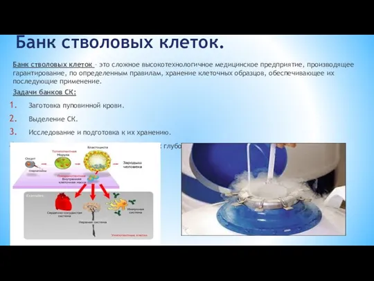 Банк стволовых клеток. Банк стволовых клеток – это сложное высокотехнологичное