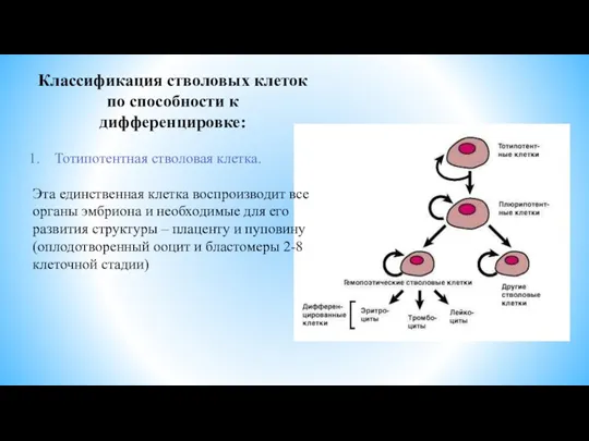 Классификация стволовых клеток по способности к дифференцировке: Тотипотентная стволовая клетка. Эта единственная клетка
