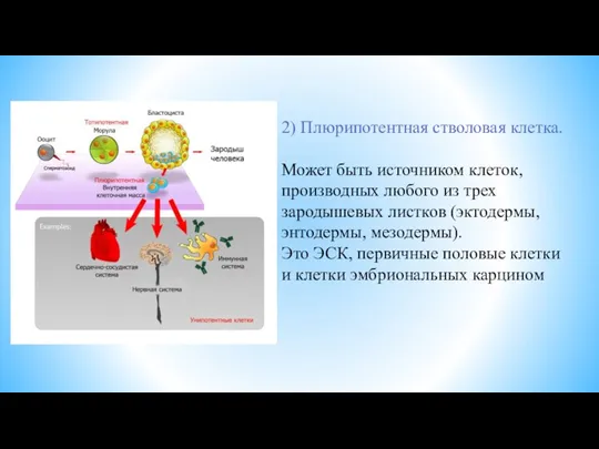 2) Плюрипотентная стволовая клетка. Может быть источником клеток, производных любого