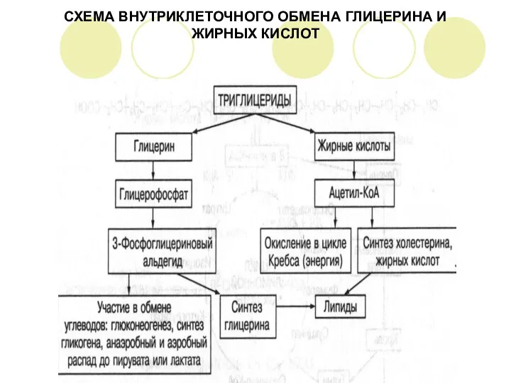 СХЕМА ВНУТРИКЛЕТОЧНОГО ОБМЕНА ГЛИЦЕРИНА И ЖИРНЫХ КИСЛОТ