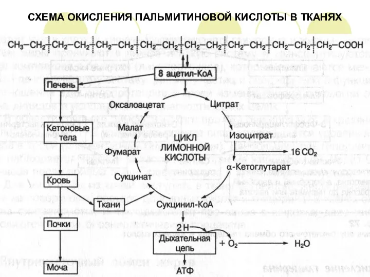 СХЕМА ОКИСЛЕНИЯ ПАЛЬМИТИНОВОЙ КИСЛОТЫ В ТКАНЯХ