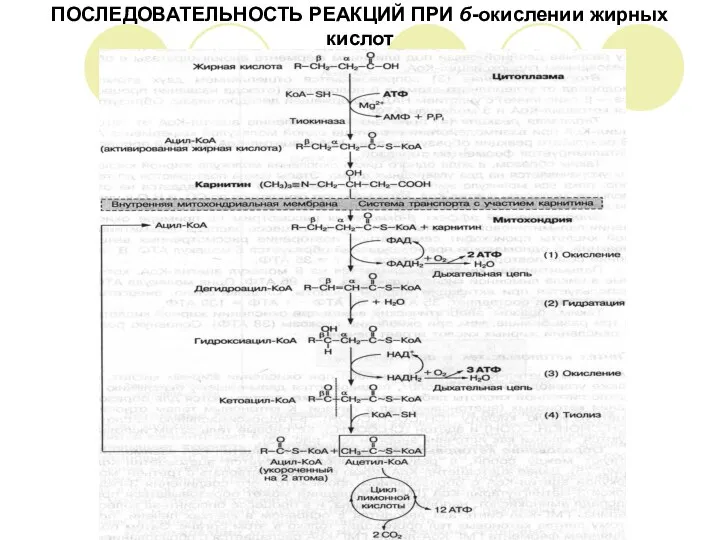 ПОСЛЕДОВАТЕЛЬНОСТЬ РЕАКЦИЙ ПРИ б-окислении жирных кислот