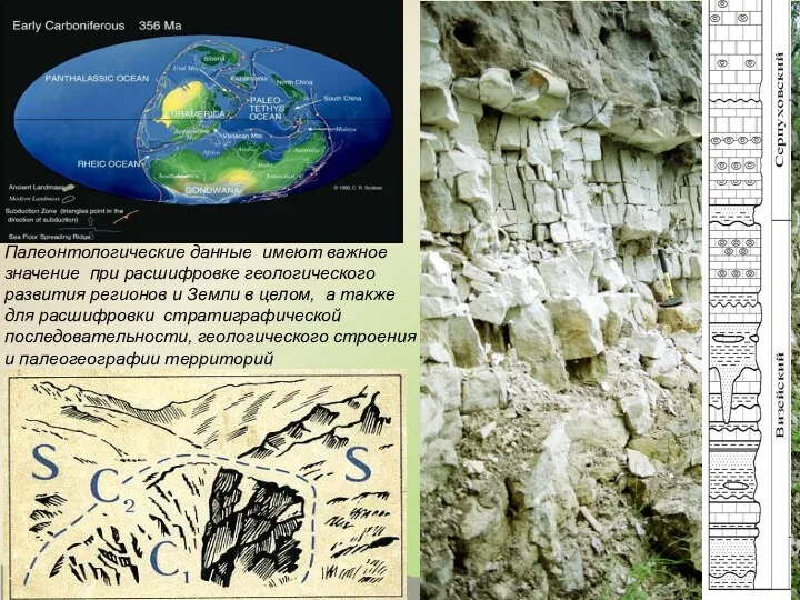 Палеонтологические данные имеют важное значение при расшифровке геологического развития регионов и Земли в