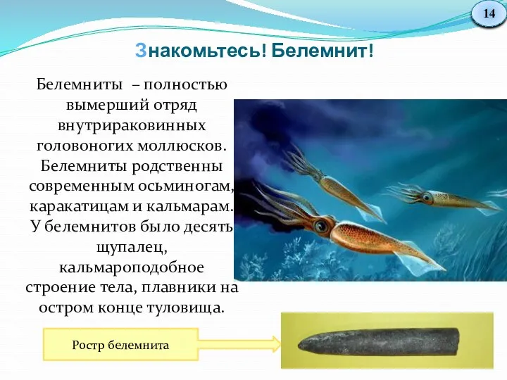 Белемниты – полностью вымерший отряд внутрираковинных головоногих моллюсков. Белемниты родственны