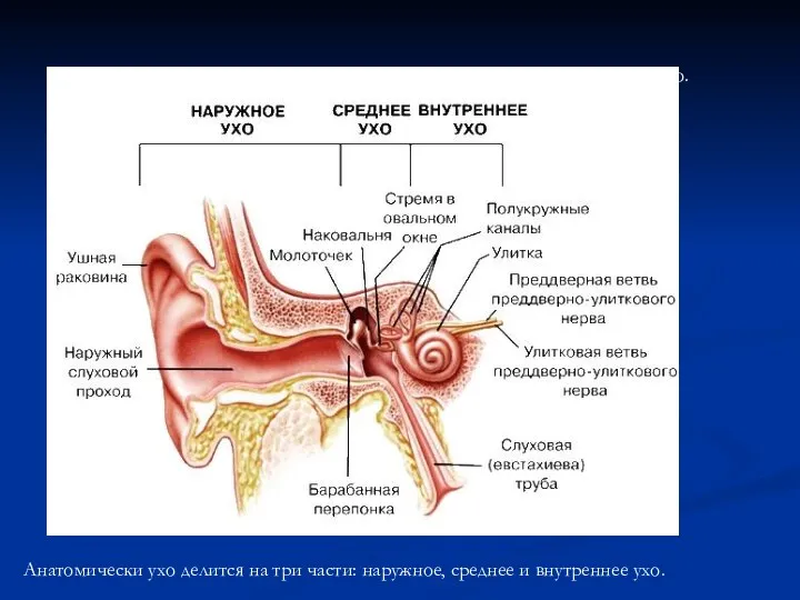 Анатомически ухо делится на три части: наружное, среднее и внутреннее