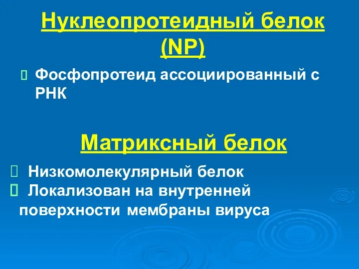 Нуклеопротеидный белок (NP) Фосфопротеид ассоциированный с РНК Матриксный белок Низкомолекулярный белок Локализован на