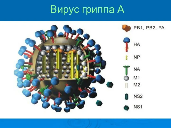 Вирус гриппа А