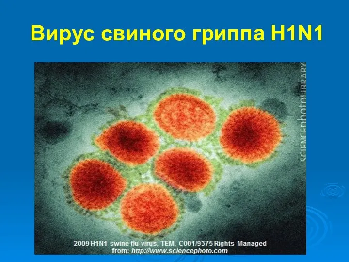 Вирус свиного гриппа Н1N1