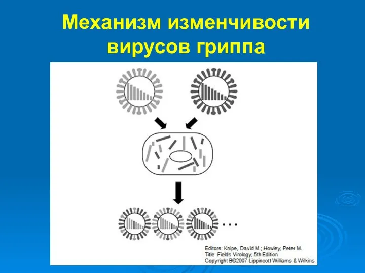 Механизм изменчивости вирусов гриппа