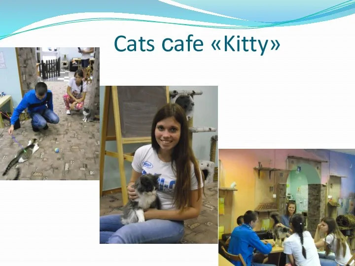 Cats сafe «Kitty»