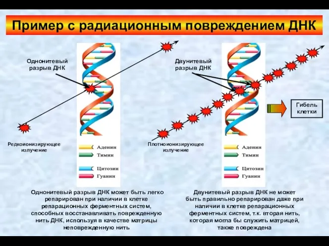 Пример с радиационным повреждением ДНК Редкоионизирующее излучение Плотноионизирующее излучение Однонитевый