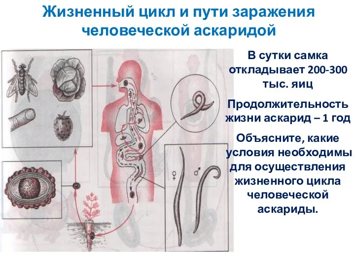 Жизненный цикл и пути заражения человеческой аскаридой В сутки самка