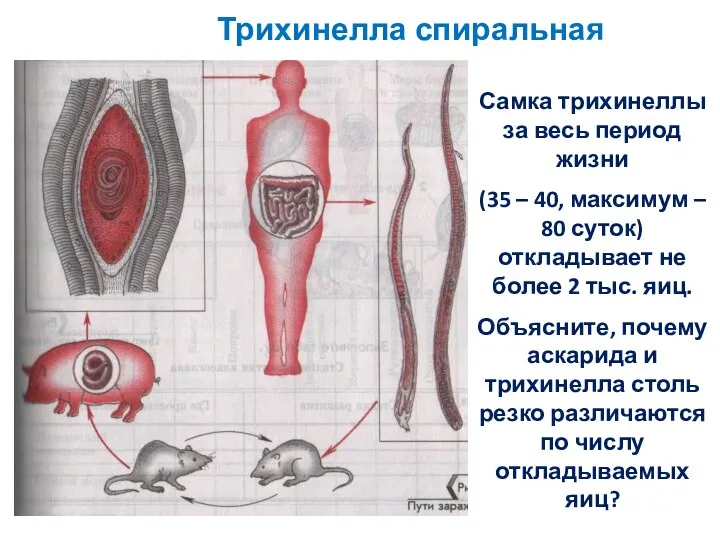 Трихинелла спиральная Самка трихинеллы за весь период жизни (35 –