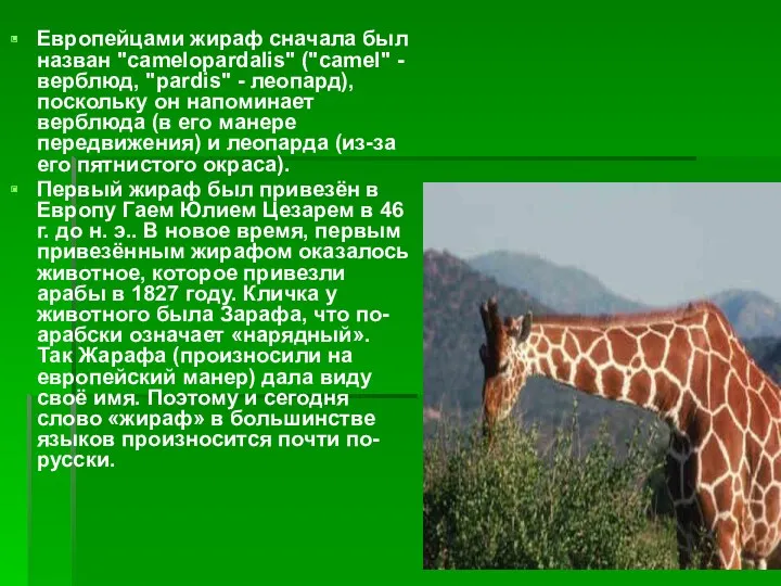 Европейцами жираф сначала был назван "camelopardalis" ("camel" - верблюд, "pardis"