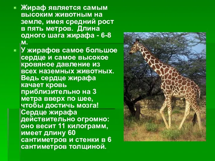 Жираф является самым высоким животным на земле, имея средний рост