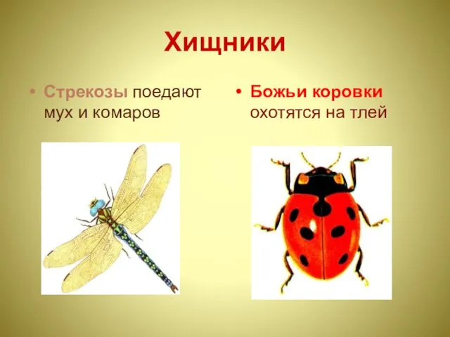 Хищники Стрекозы поедают мух и комаров Божьи коровки охотятся на тлей