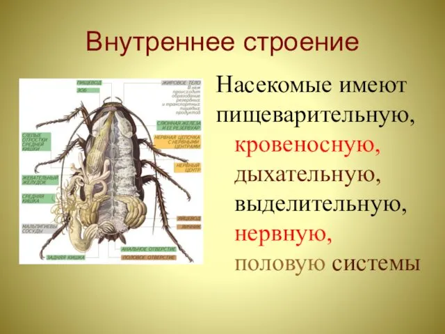 Внутреннее строение Насекомые имеют пищеварительную, кровеносную, дыхательную, выделительную, нервную, половую системы