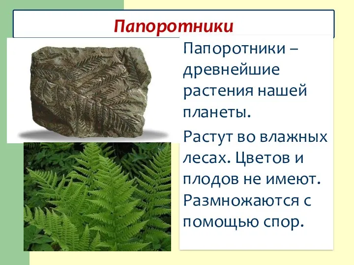 Папоротники Папоротники – древнейшие растения нашей планеты. Растут во влажных