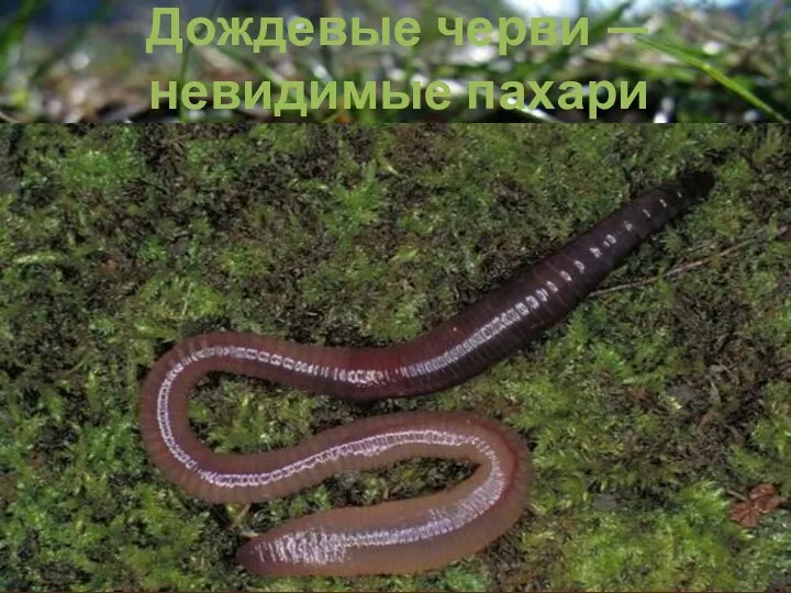 Дождевые черви — невидимые пахари Уже давно доказано, что дождевым червям и почвенной