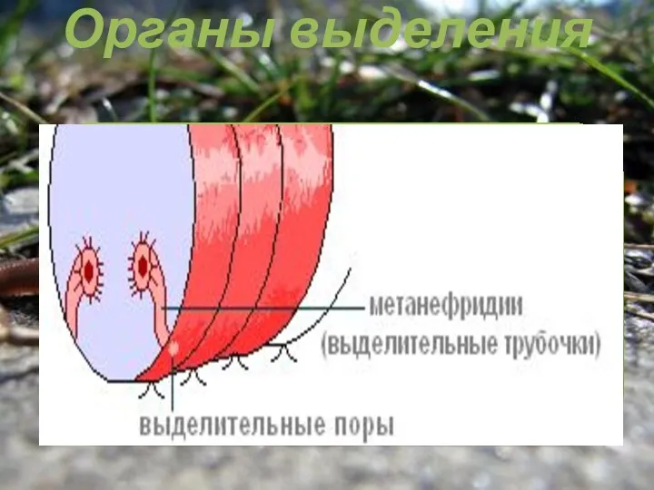 Органы выделения Органы выделения имеют вид тоненьких петлеобразно изогнутых трубочек, которые одним концом