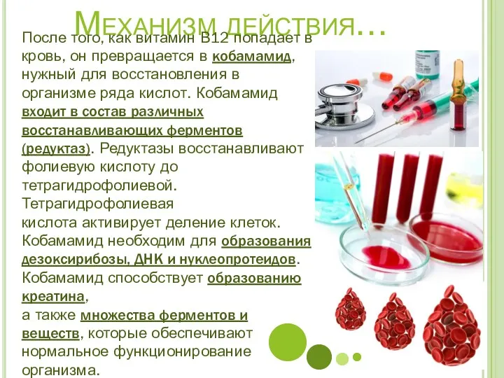 Механизм действия… После того, как витамин В12 попадает в кровь,