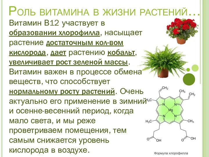 Роль витамина в жизни растений… Витамин В12 участвует в образовании