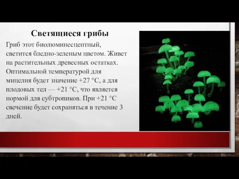 Гриб этот биолюминесцентный, светится бледно-зеленым цветом. Живет на растительных древесных