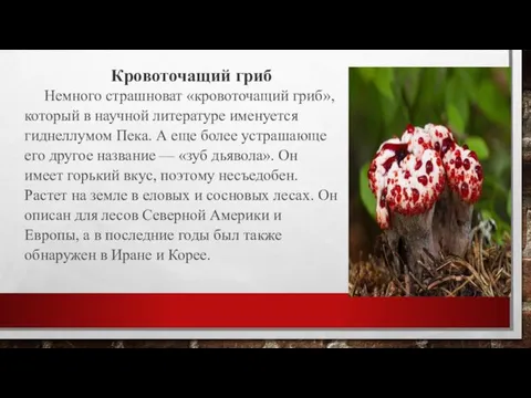 Кровоточащий гриб Немного страшноват «кровоточащий гриб», который в научной литературе