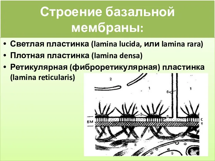 Строение базальной мембраны: Светлая пластинка (lamina lucida, или lamina rara) Плотная пластинка (lamina