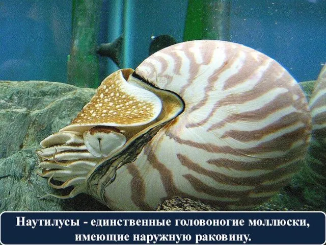 Наутилусы - единственные головоногие моллюски, имеющие наружную раковину.