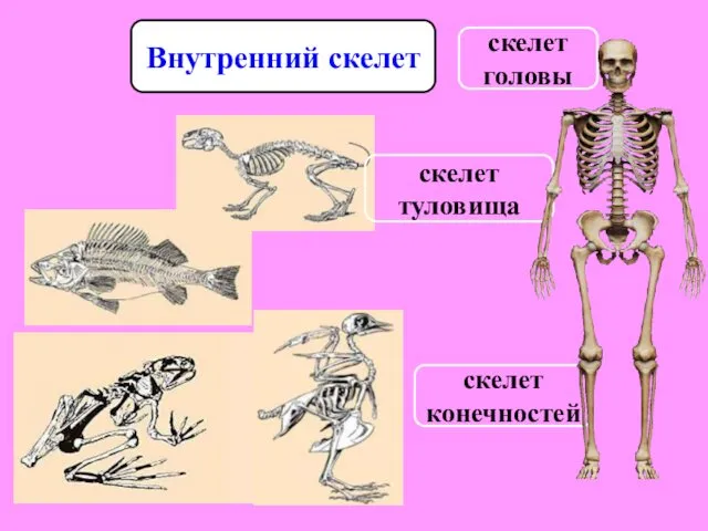 скелет головы скелет туловища скелет конечностей Внутренний скелет