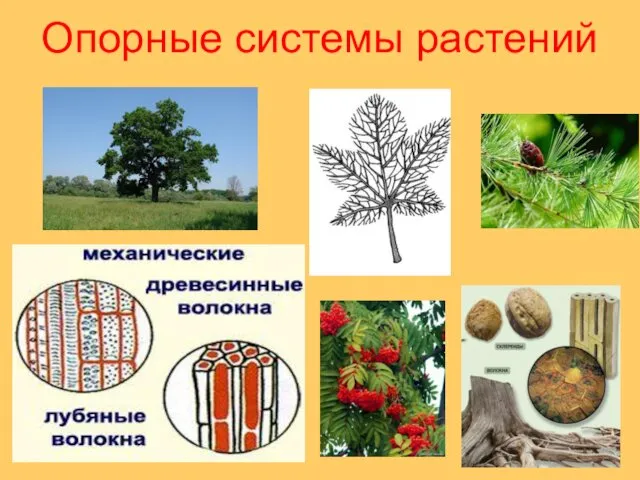 Опорные системы растений
