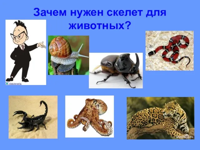 Зачем нужен скелет для животных?