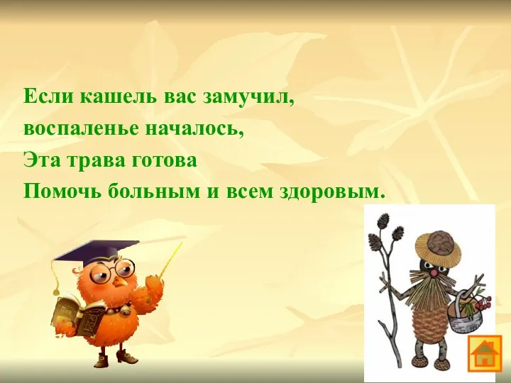 Если кашель вас замучил, воспаленье началось, Эта трава готова Помочь больным и всем здоровым.