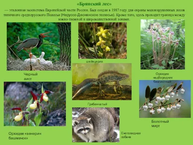 «Брянский лес» — эталонная экосистема Европейской части России. Был создан