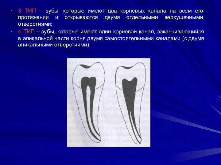 3 ТИП – зубы, которые имеют два корневых канала на всем его протяжении
