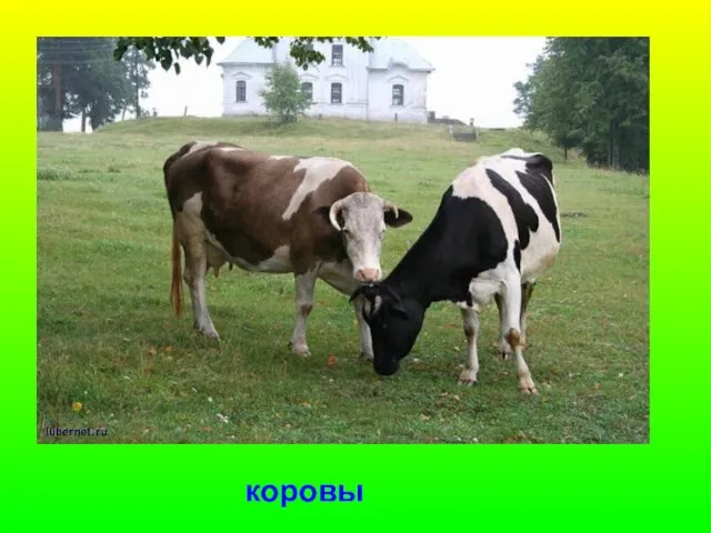 коровы