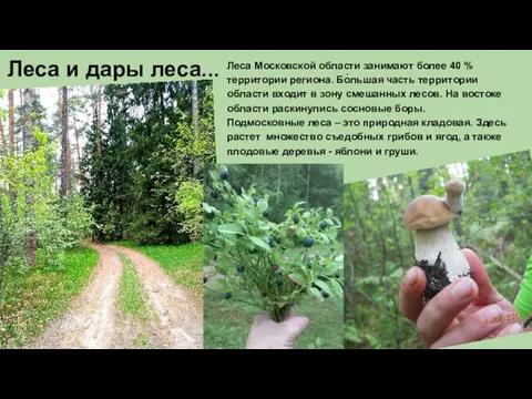 Леса и дары леса... Леса Московской области занимают более 40 % территории региона.