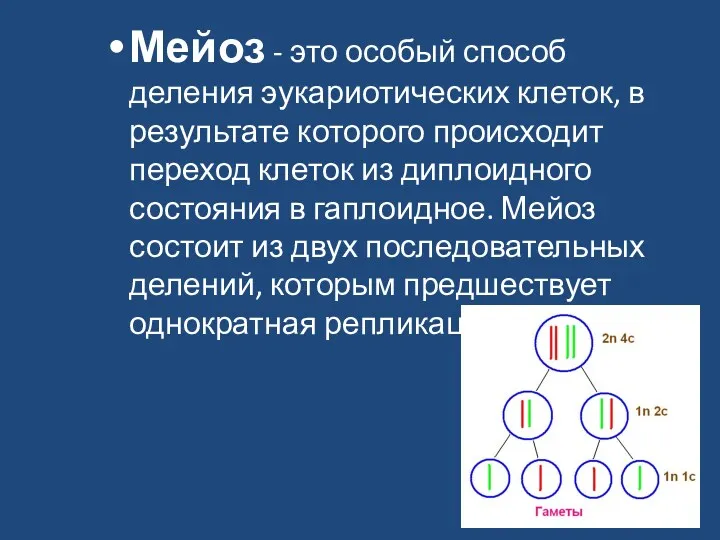 Мейоз - это особый способ деления эукариотических клеток, в результате