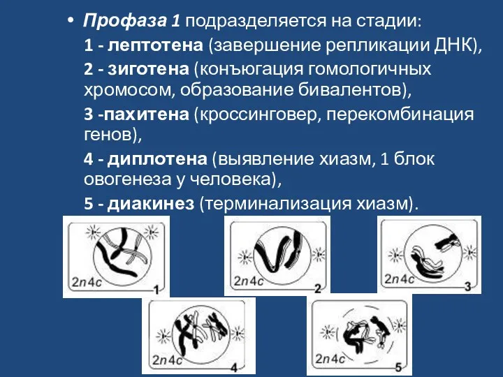 Профаза 1 подразделяется на стадии: 1 - лептотена (завершение репликации