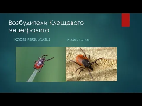 Возбудители Клещевого энцефалита IXODES PERSULCATUS Ixodes ricinus