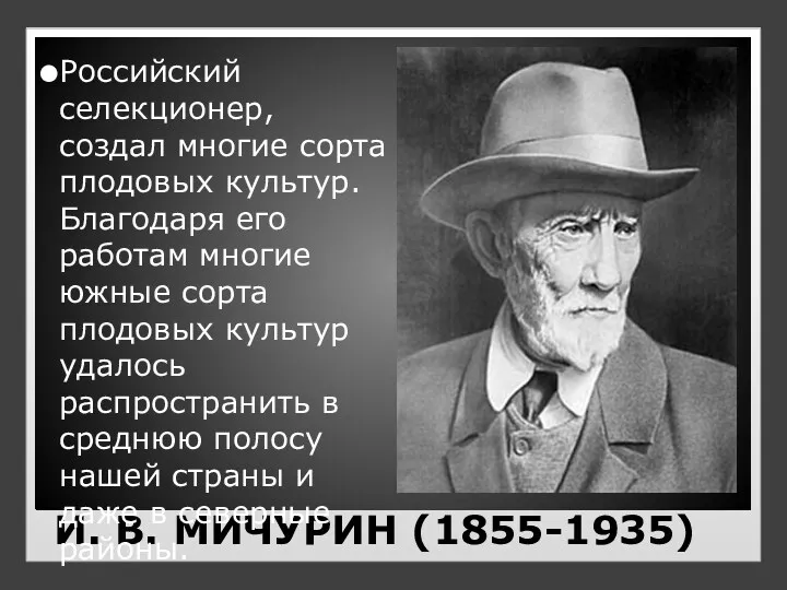 И. В. МИЧУРИН (1855-1935) Российский селекционер, создал многие сорта плодовых культур. Благодаря его