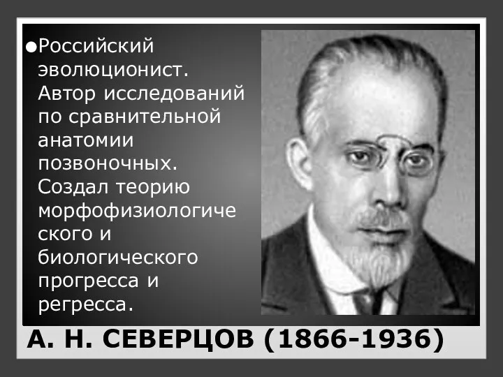 А. Н. СЕВЕРЦОВ (1866-1936) Российский эволюционист. Автор исследований по сравнительной анатомии позвоночных. Создал