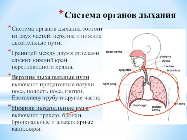 Система органов дыхания Система органов дыхания состоит из двух частей: