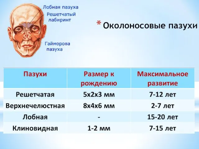 Околоносовые пазухи