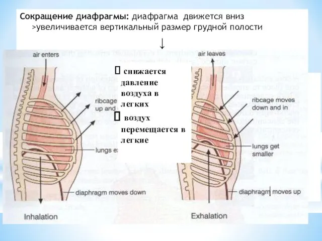 Механизм дыхания Сокращение наружных межреберных мышц > поднимаются ребра и