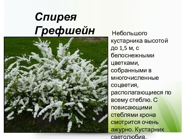 Спирея Грефшейн Небольшого кустарника высотой до 1,5 м, с белоснежными цветками, собранными в