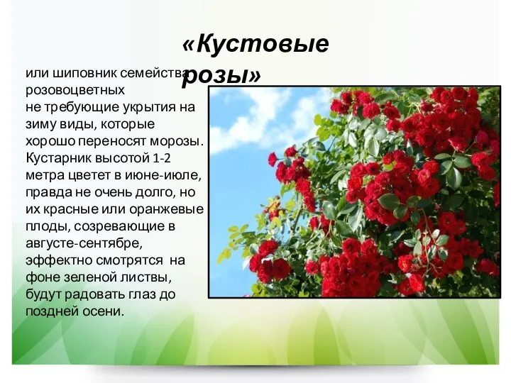 «Кустовые розы» или шиповник семейства розовоцветных не требующие укрытия на зиму виды, которые