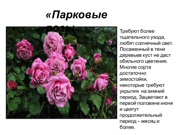 «Парковые розы » Требуют более тщательного ухода, любят солнечный свет. Посаженный в тени